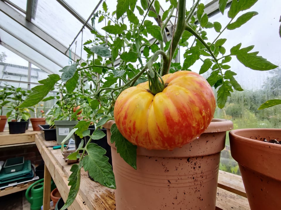 Big Rainbow tomatoes ripening on the vine under cover