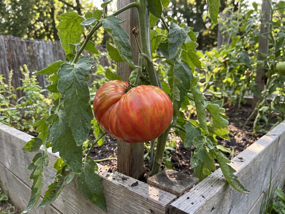 Big Rainbow tomato plant in a garden bed with ripe fruit on the vine