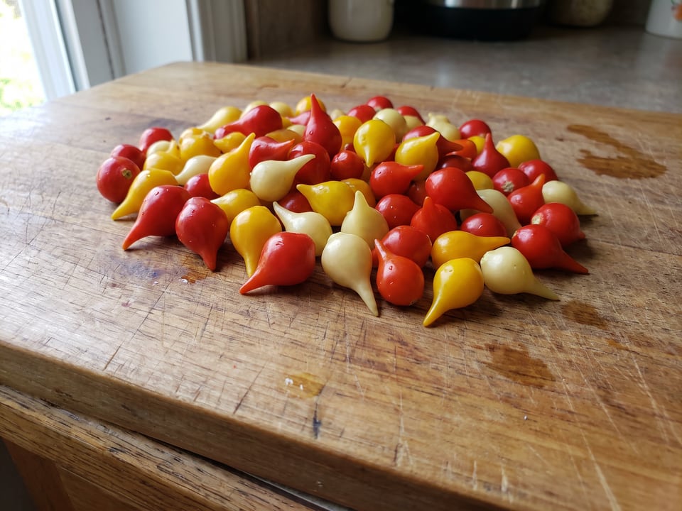Freshly picked Biquinho peppers