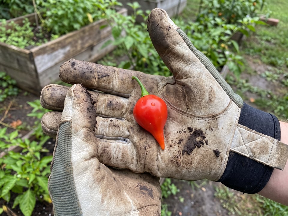 A ripe Biquinho pepper pod held in a gardener's hand
