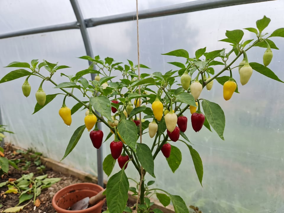 Biquinho pepper plant with ripe pods