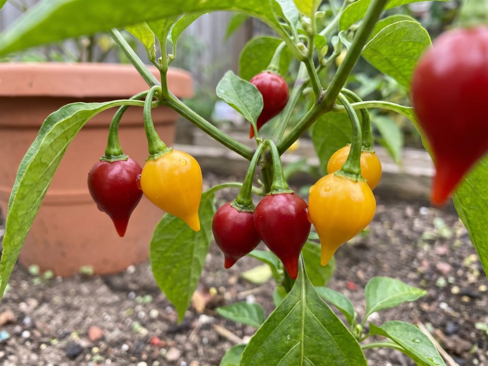 Ripe Biquinho pepper pods on the plant