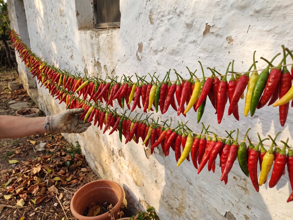 Freshly picked Birdseye Chili peppers