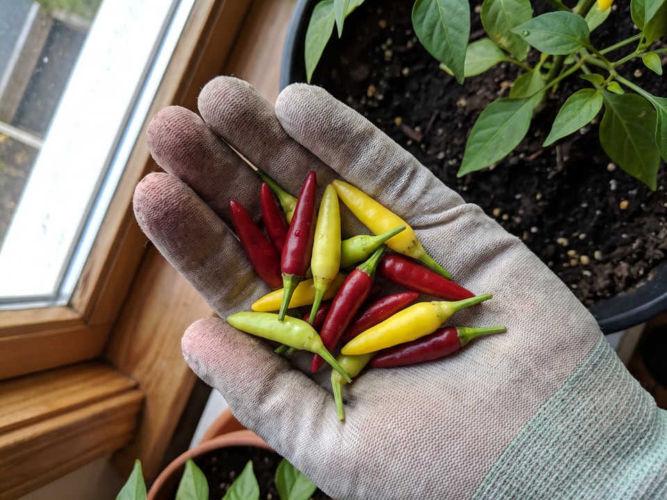 A ripe Birdseye Chili pepper pod held in a gardener's hand