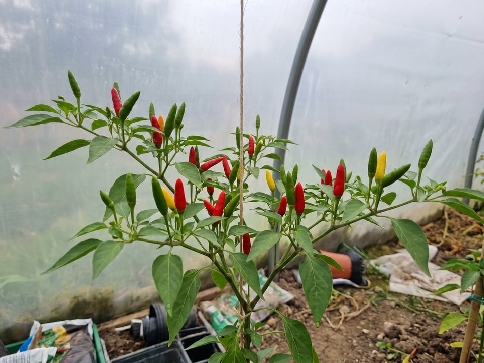 Birdseye Chili pepper plant with ripe pods