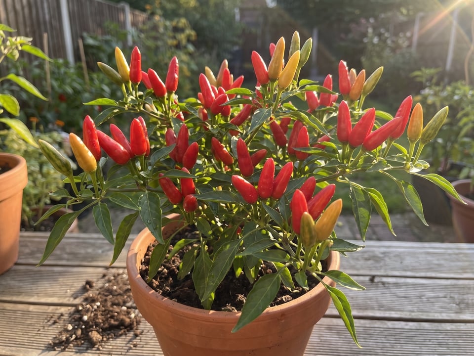 Ripe Birdseye Chili pepper pods on the plant