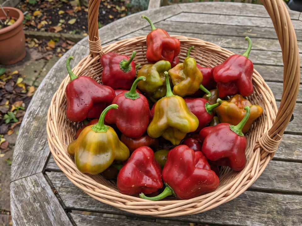Freshly picked Bishop's Crown peppers