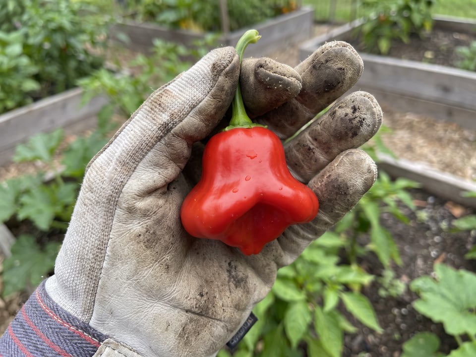 A ripe Bishop's Crown pepper pod held in a gardener's hand