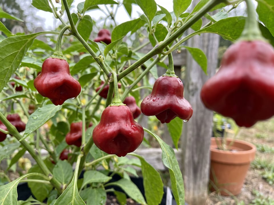 Ripe Bishop's Crown pepper pods on the plant