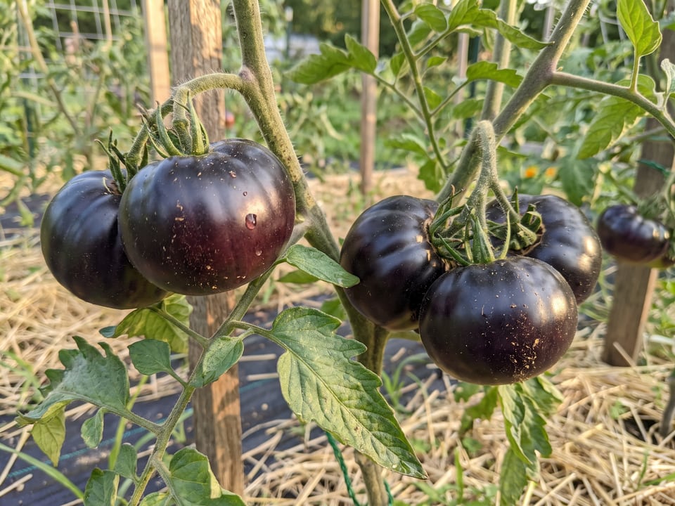 A truss of Black Beauty tomatoes