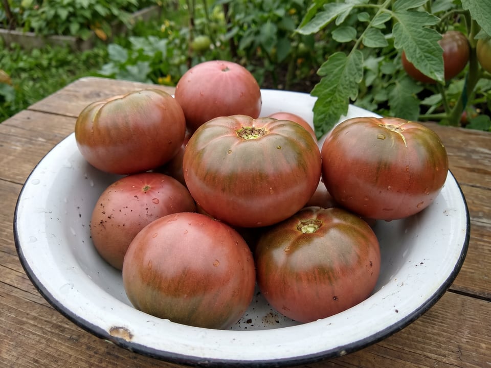 Freshly picked Black Beauty tomatoes
