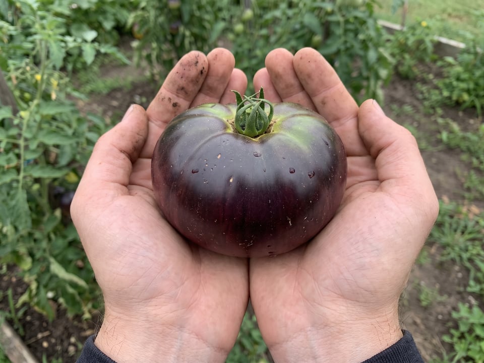 A ripe Black Beauty tomato held in a gardener's hand