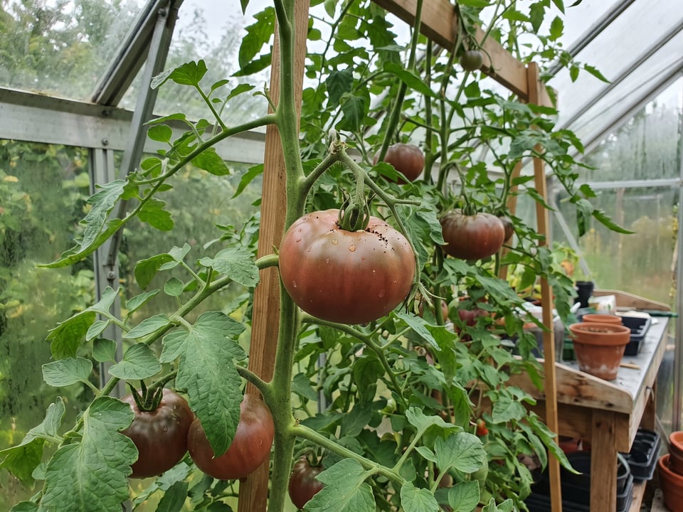 Black Beauty tomatoes ripening on the vine under cover