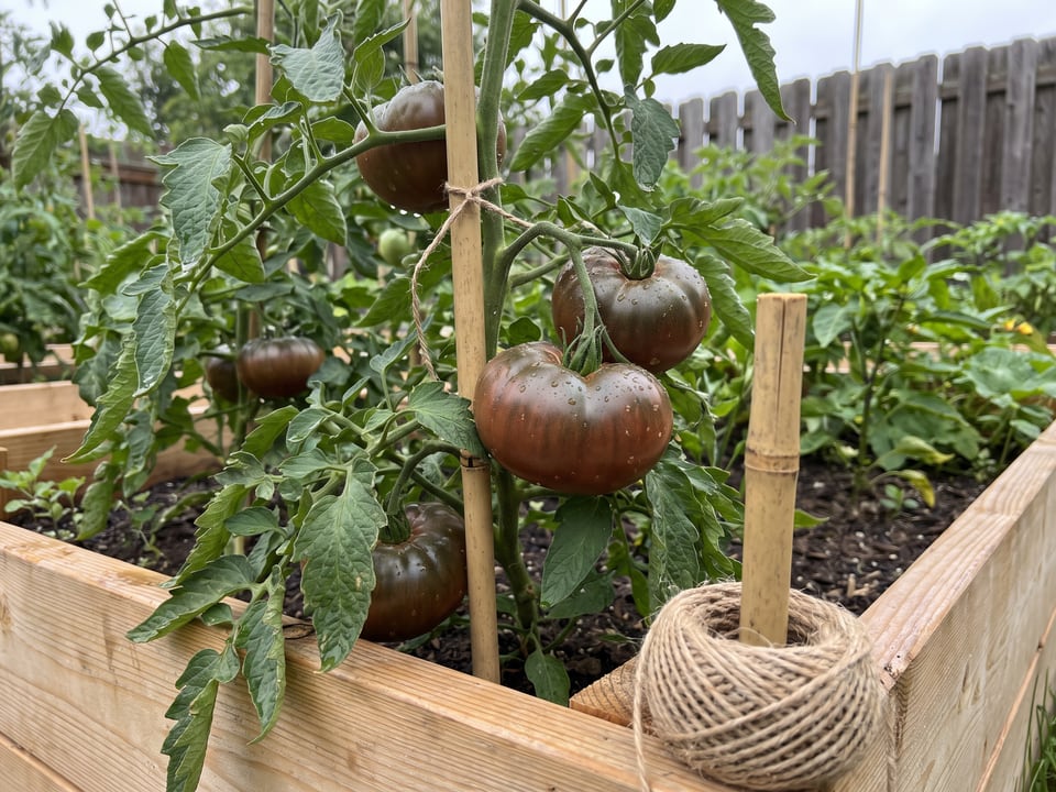 Black Beauty tomato plant in a garden bed with ripe fruit on the vine