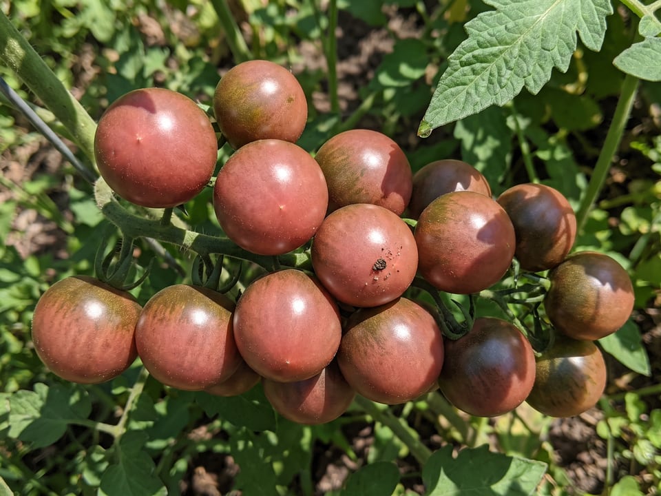 A truss of Black Cherry tomatoes
