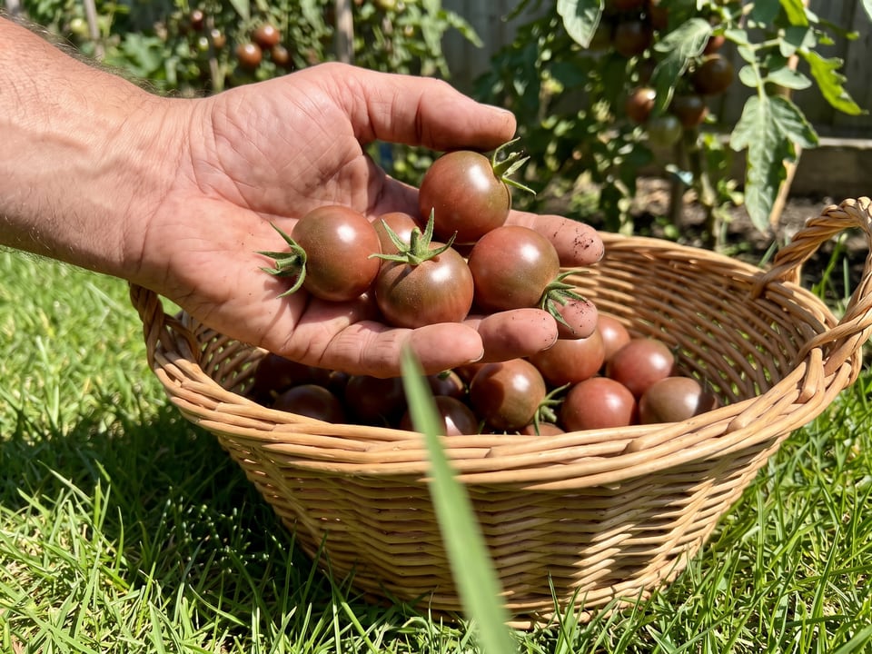 Freshly picked Black Cherry tomatoes