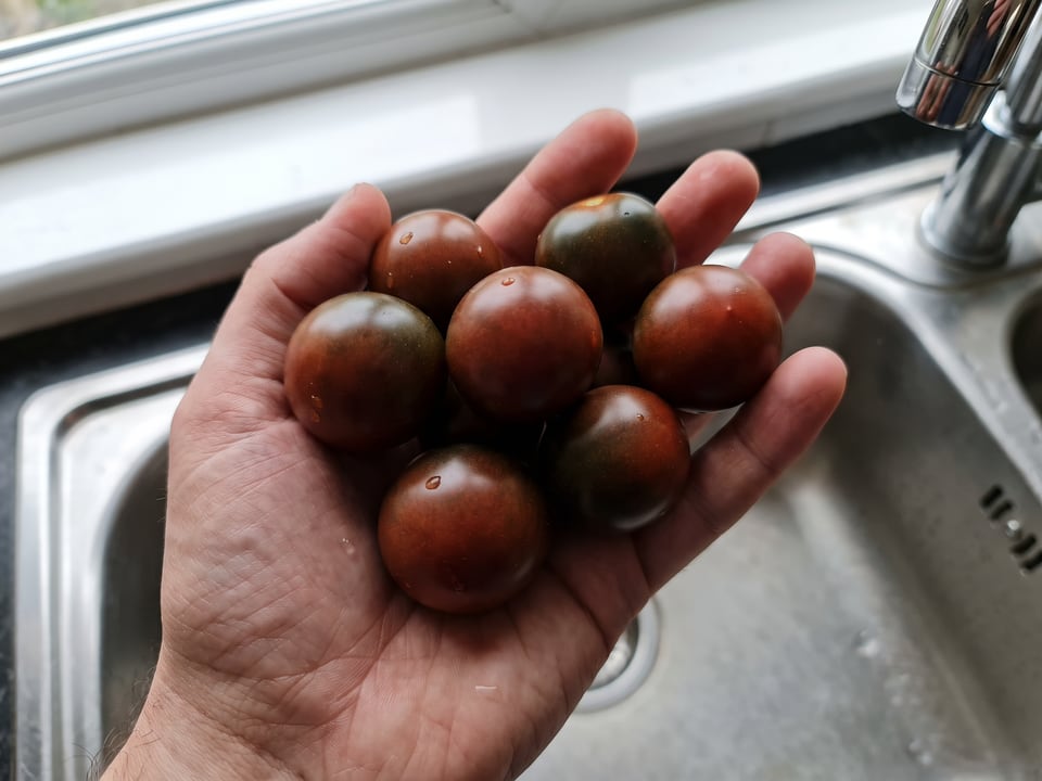 A ripe Black Cherry tomato held in a gardener's hand