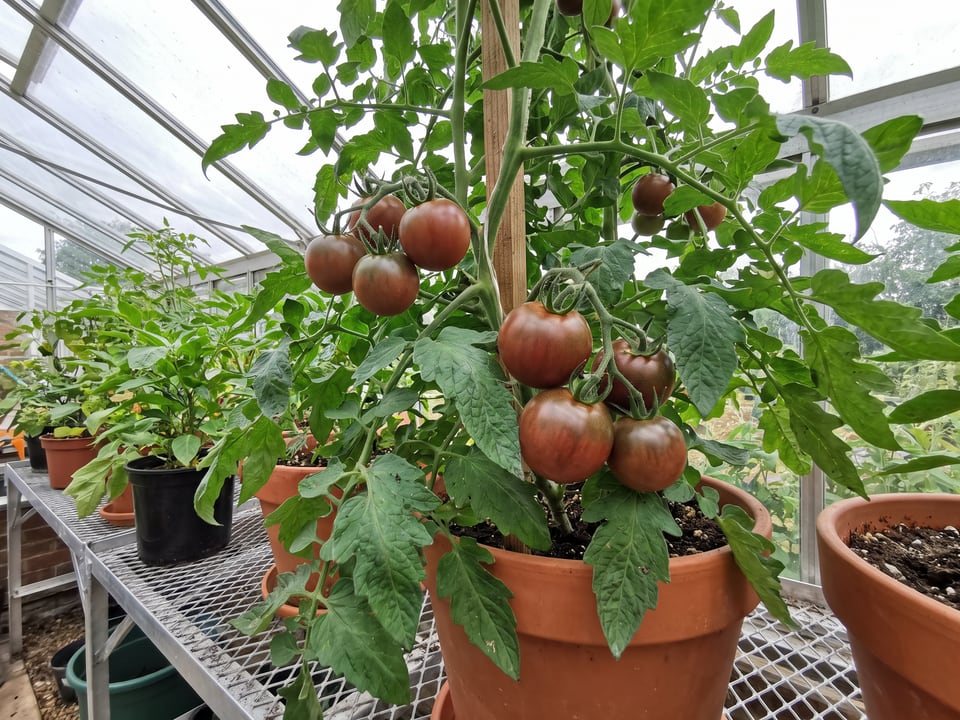 Black Cherry tomatoes ripening on the vine under cover
