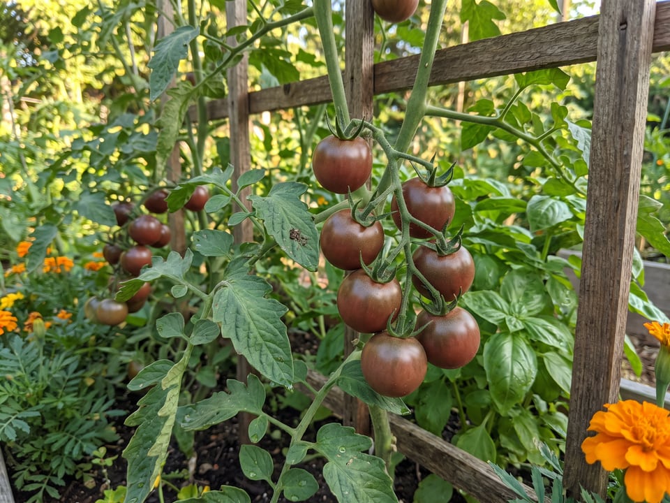 Black Cherry tomato plant in a garden bed with ripe fruit on the vine