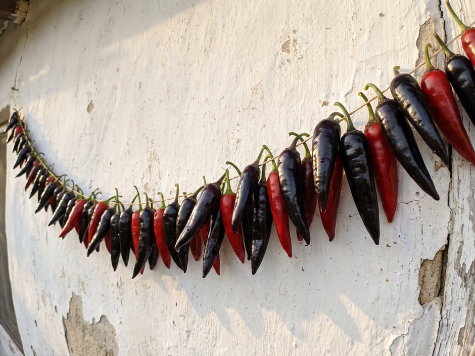 Freshly picked Black Hungarian peppers
