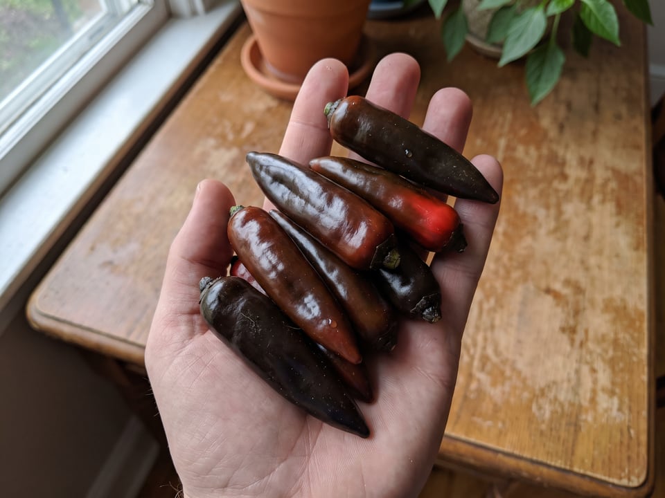 A ripe Black Hungarian pepper pod held in a gardener's hand