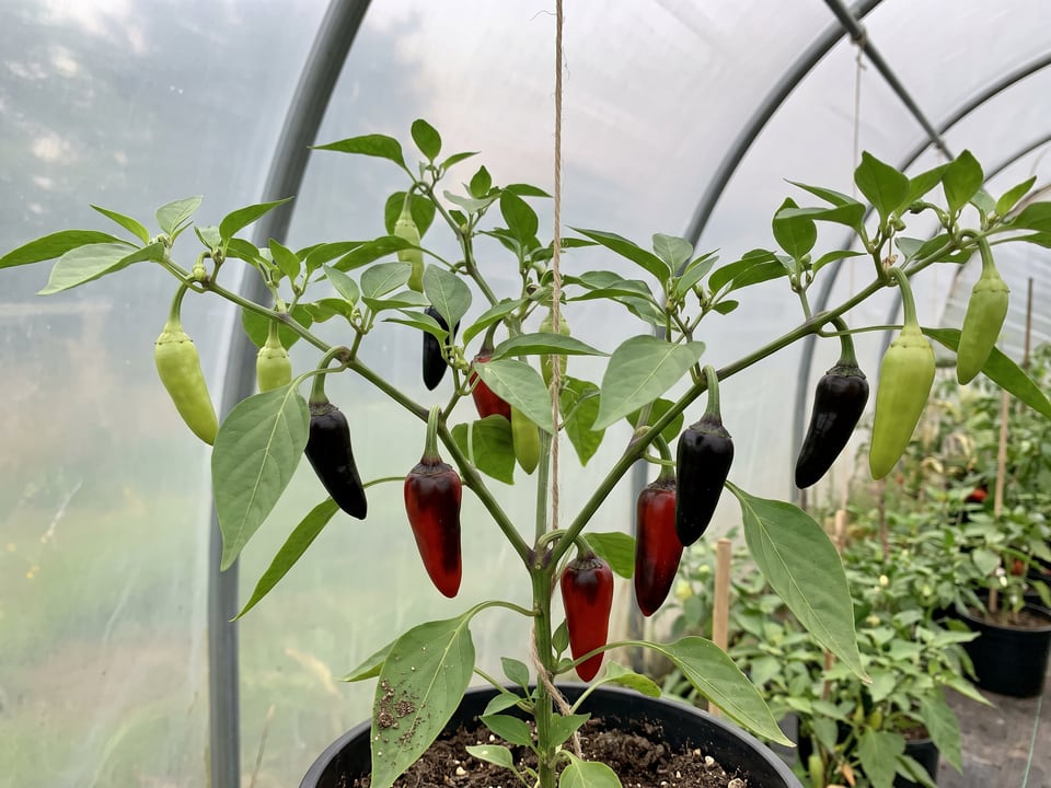 Black Hungarian pepper plant with ripe pods