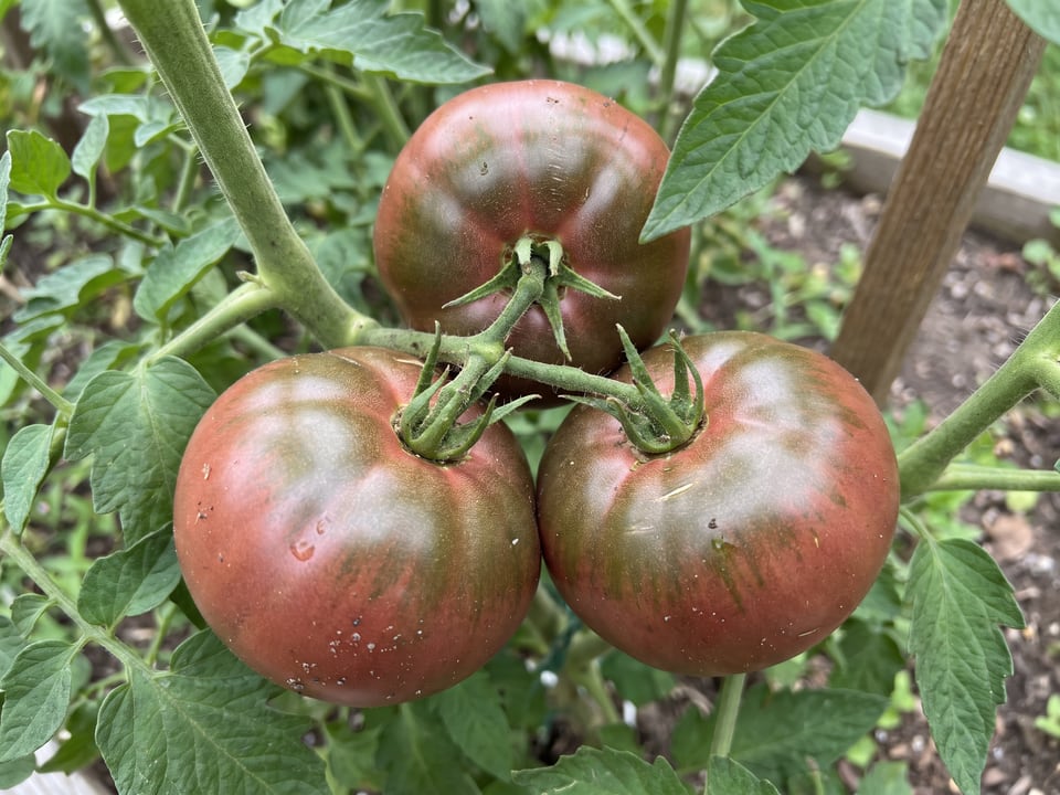 A truss of Black Krim tomatoes