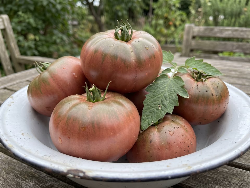 Freshly picked Black Krim tomatoes