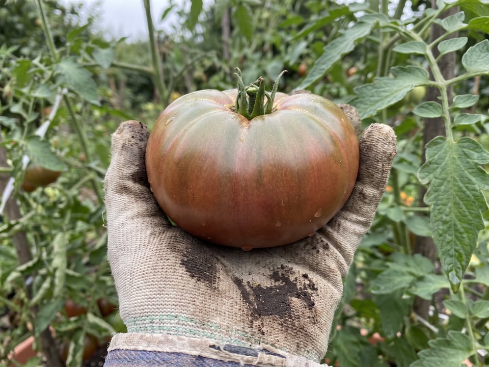 A ripe Black Krim tomato held in a gardener's hand