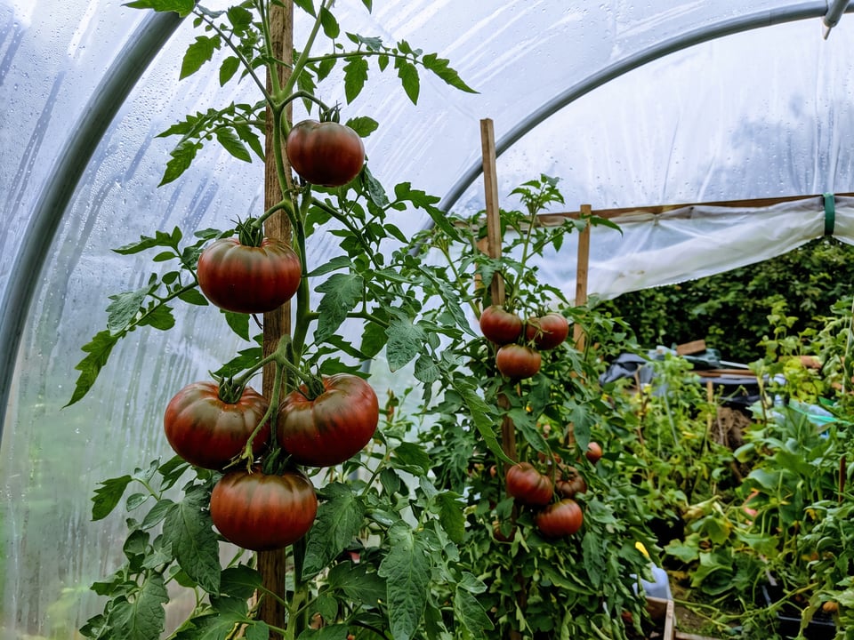 Black Krim tomatoes ripening on the vine under cover