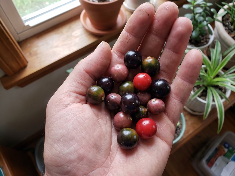 A ripe Black Pearl pepper pod held in a gardener's hand