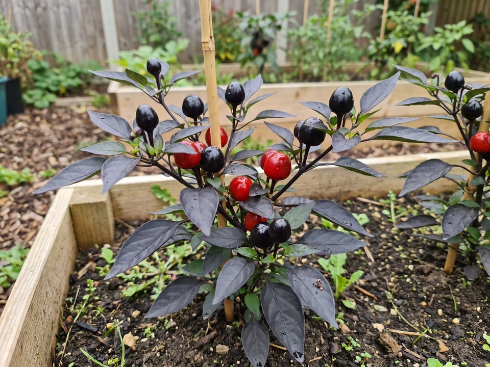 Black Pearl pepper plant with ripe pods