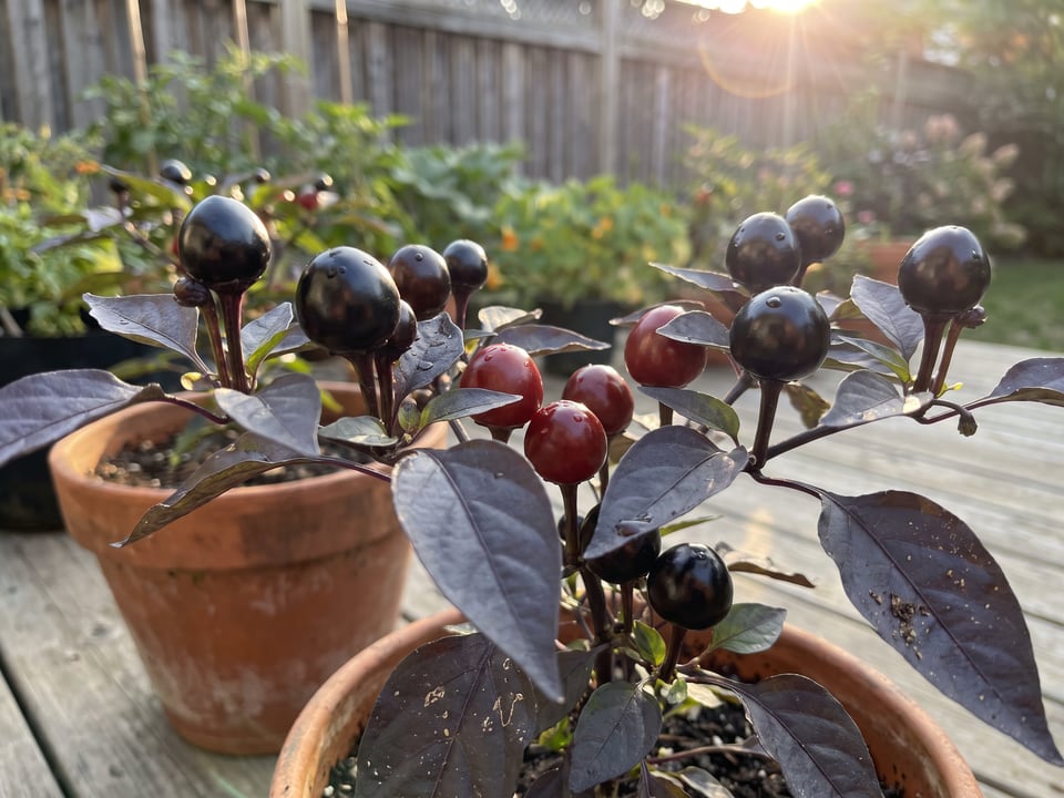 Ripe Black Pearl pepper pods on the plant