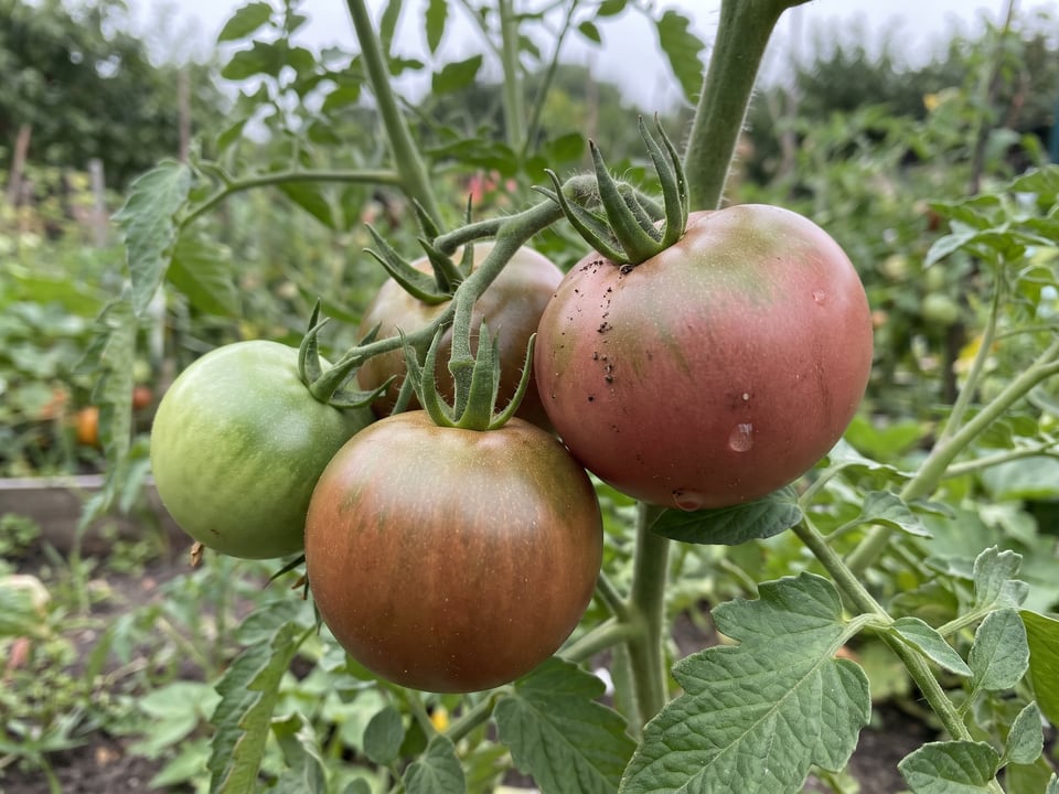 A truss of Black Prince tomatoes