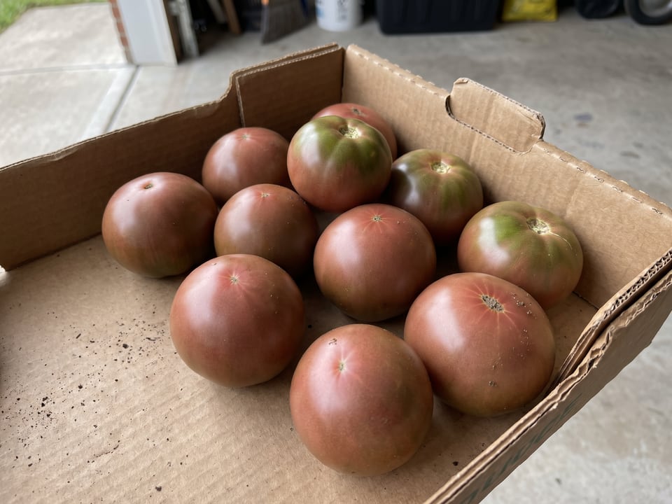 Freshly picked Black Prince tomatoes