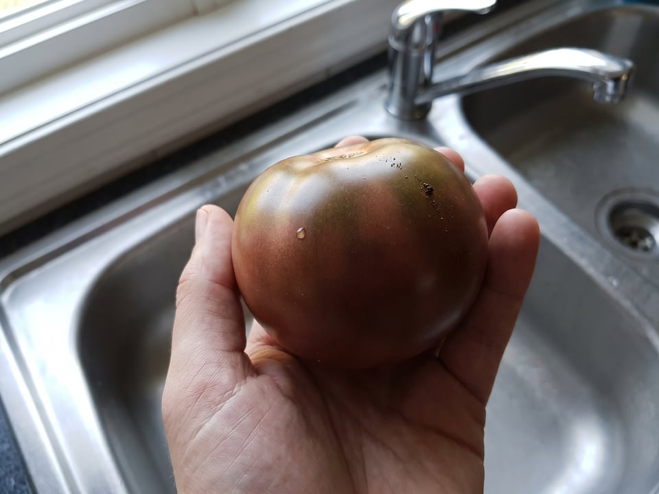 A ripe Black Prince tomato held in a gardener's hand