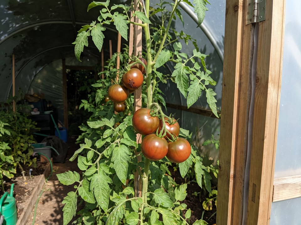 Black Prince tomatoes ripening on the vine under cover
