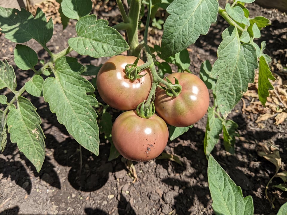 A truss of Black Sea Man tomatoes