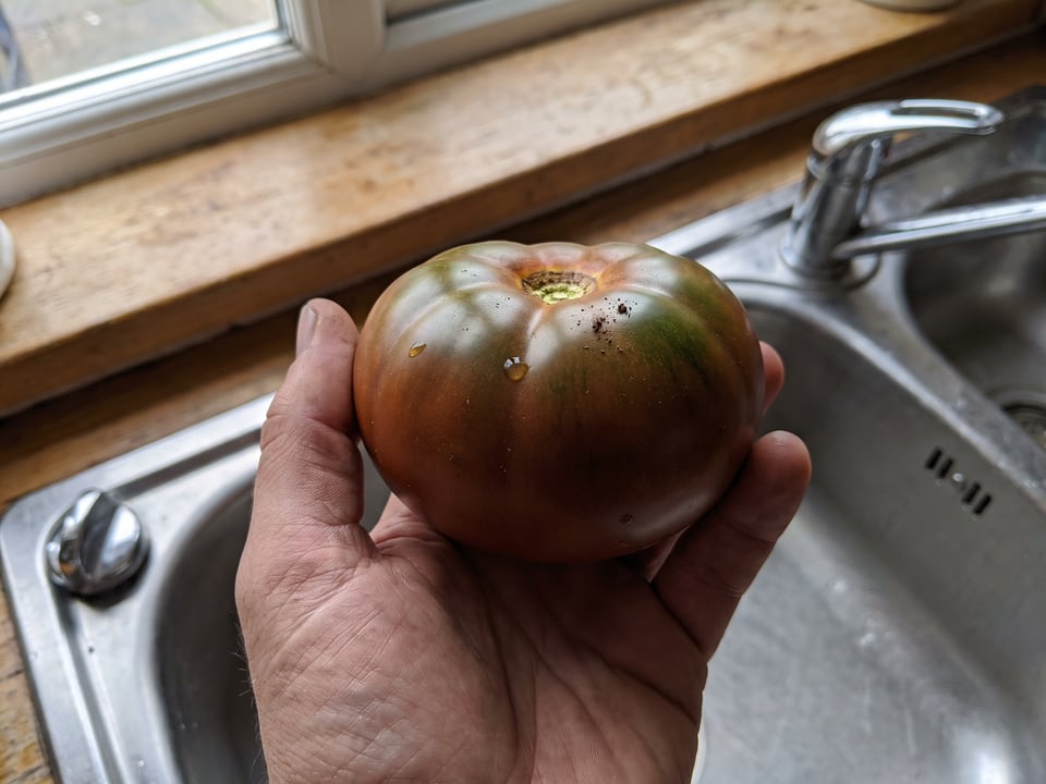 A ripe Black Sea Man tomato held in a gardener's hand