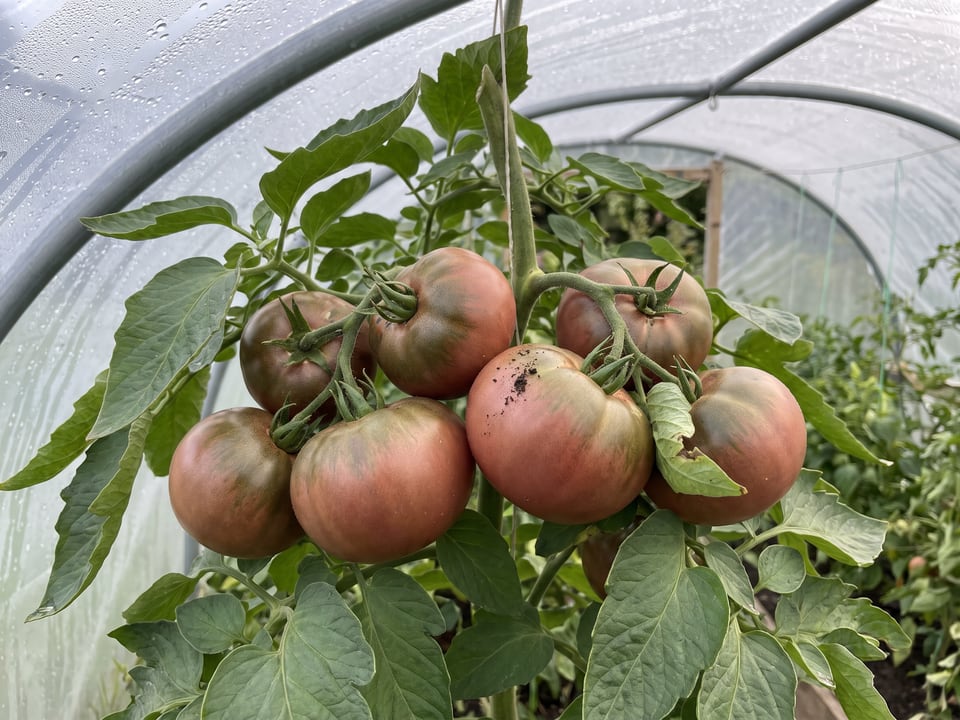 Black Sea Man tomatoes ripening on the vine under cover