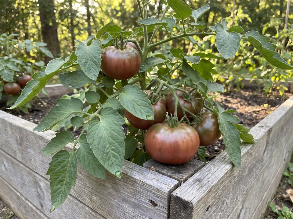 Black Sea Man tomato plant in a garden bed with ripe fruit on the vine