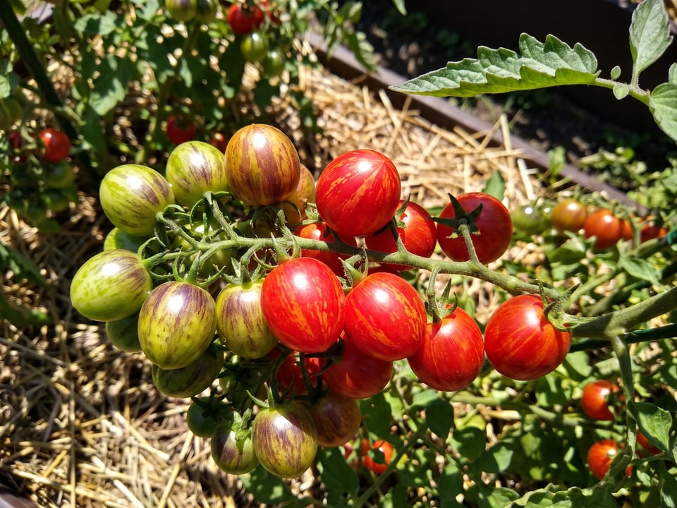 A truss of Black Strawberry tomatoes