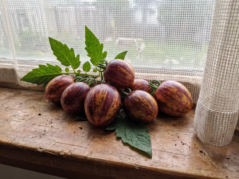Freshly picked Black Strawberry tomatoes
