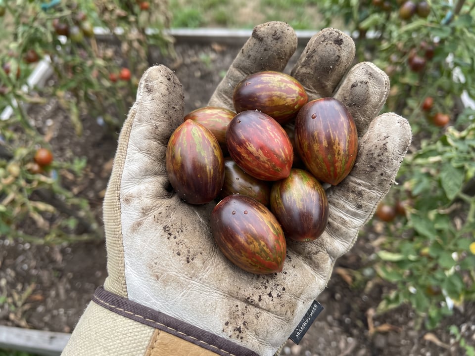 A ripe Black Strawberry tomato held in a gardener's hand
