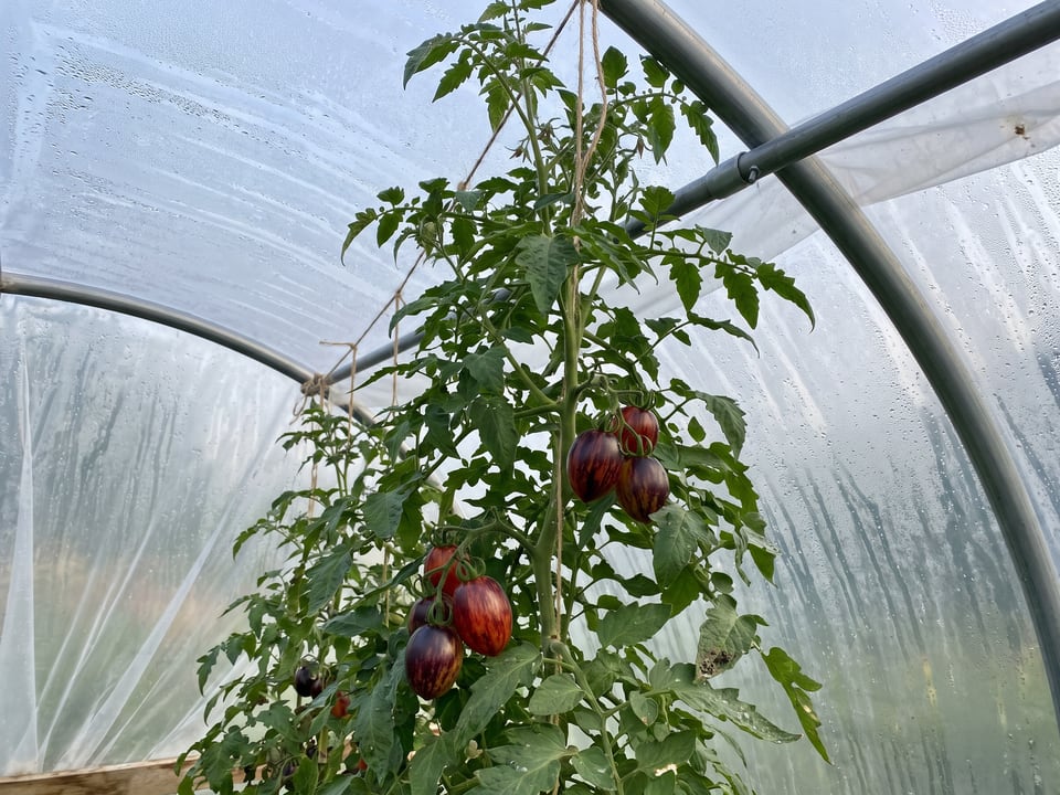 Black Strawberry tomatoes ripening on the vine under cover