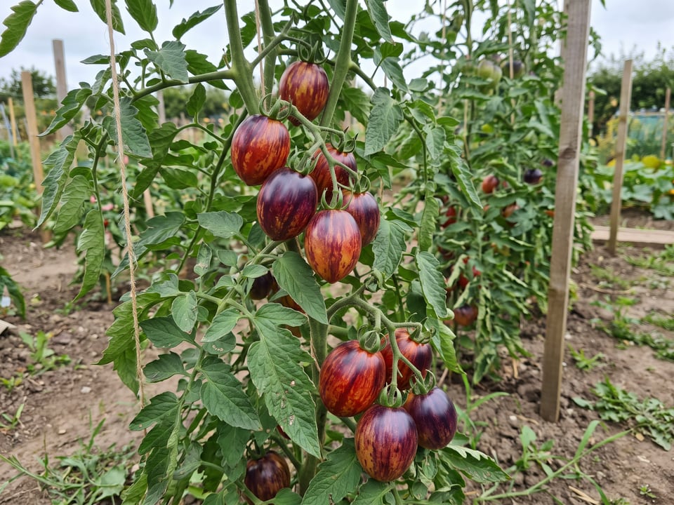 Black Strawberry tomato plant in a garden bed with ripe fruit on the vine