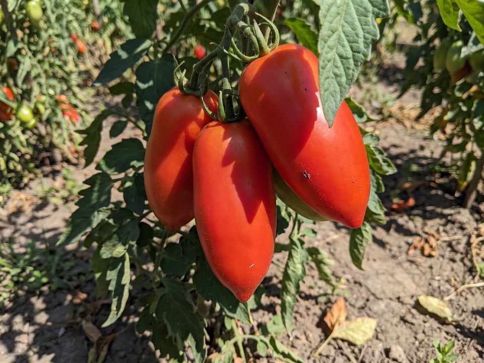A truss of Blue Beech tomatoes