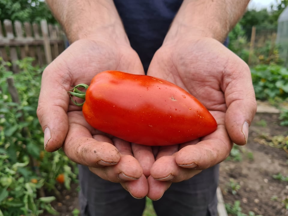 A ripe Blue Beech tomato held in a gardener's hand
