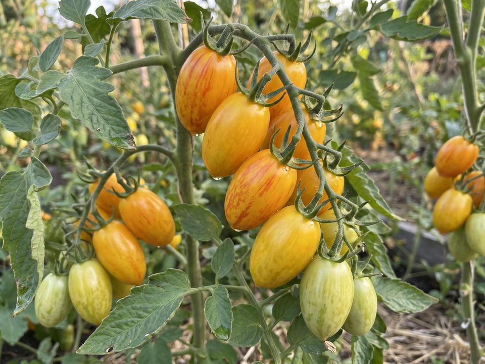 A truss of Blush tomatoes