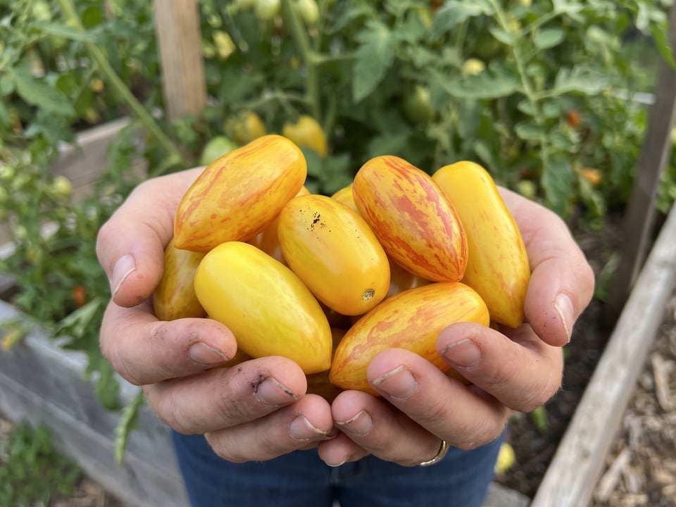 A ripe Blush tomato held in a gardener's hand